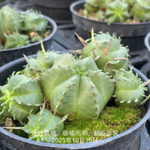 龜青玉（露養植物）（有老化現象）