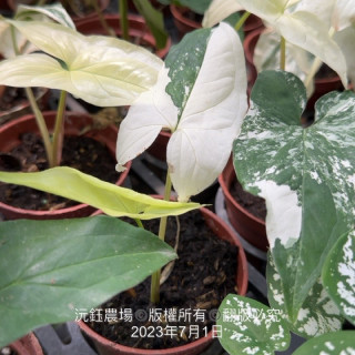 斑葉合果芋