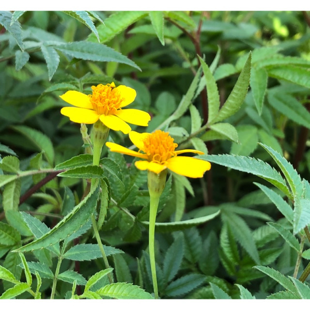 芳香萬壽菊