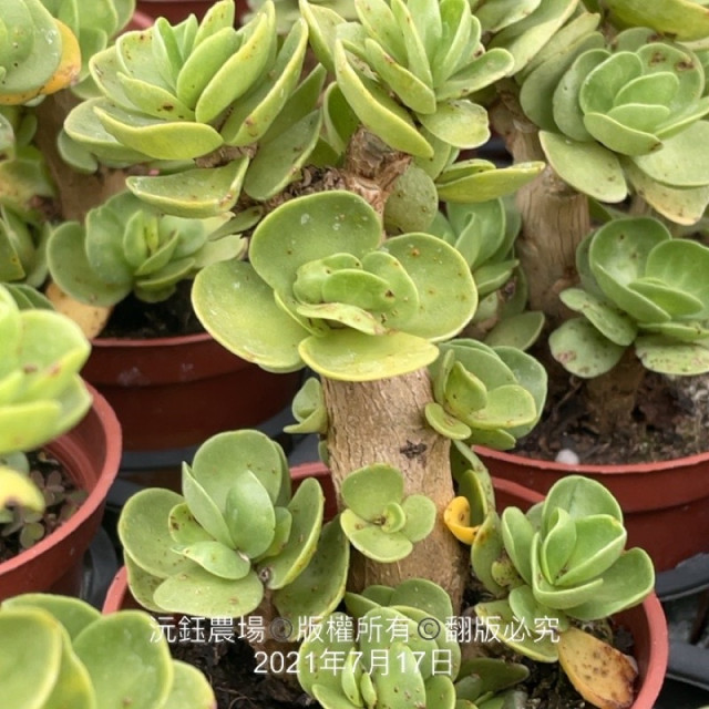 老顆　雲葉古木（露養植物些許曬傷）