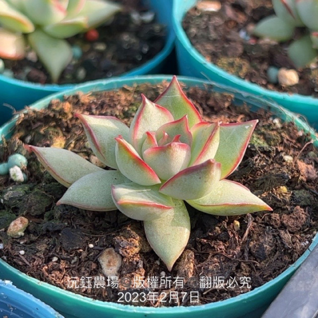 花靜 / 寶蓮燈（露養植物輕微曬傷）