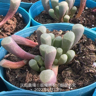 五十鈴玉（露養植物輕微曬傷）（運送容易斷）