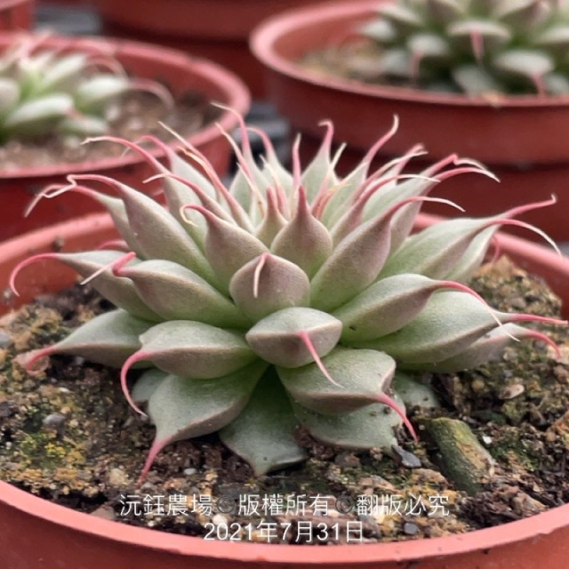 銀星（露養植物輕微曬傷）