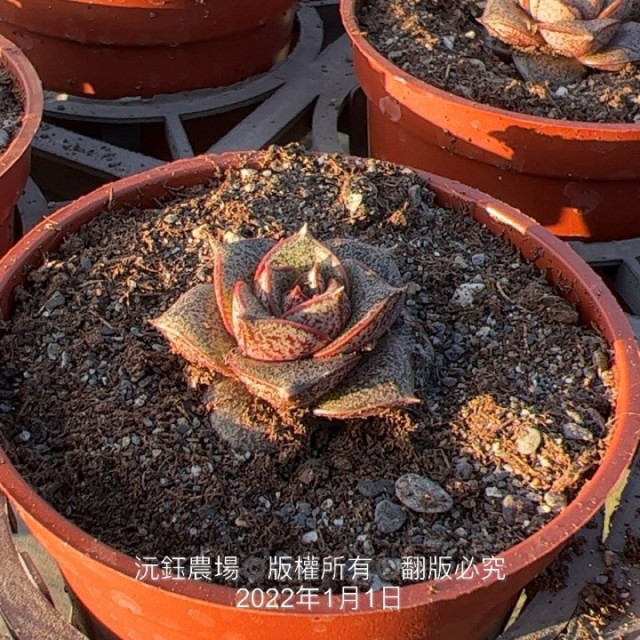 大和錦（小）（露養植物輕微曬傷）