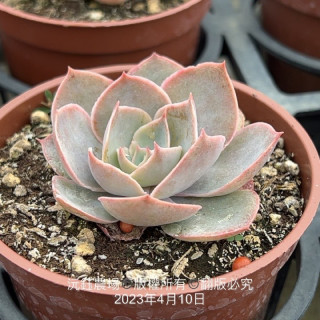 日本粉紅女郎（露養植物輕微曬傷）