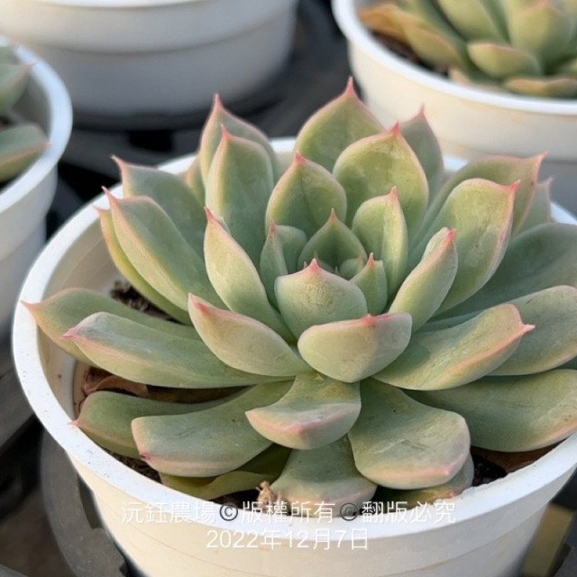 月光仙子（露養植物輕微曬傷）