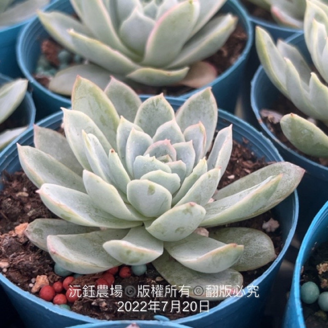 紫羅蘭女王（露養植物輕微曬傷）