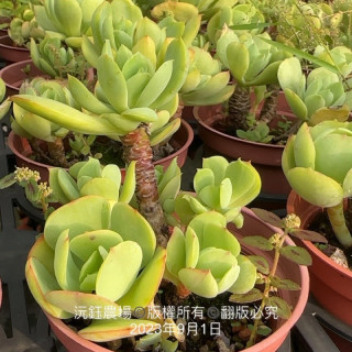 老顆　桃之嬌（容易掉芽 / 露養植物輕微曬傷）