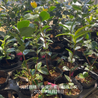 茶花苗（不挑品項隨機出貨 / 不一樣先出/高度約10～18公分）