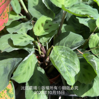 豹紋竹芋